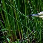 IMG_6780 Crabier chevelu